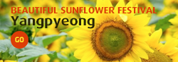 Beautiful Sunflower Festival_Yangpyeong