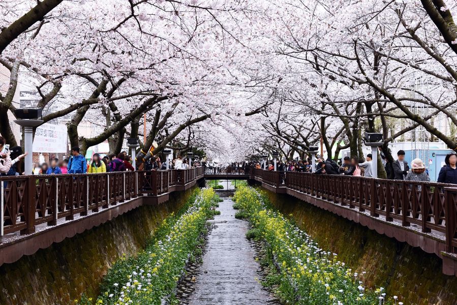 Jinhae, Changwon #2 - “Yeojwacheon Romance Bridge”, the splendid cherry ...